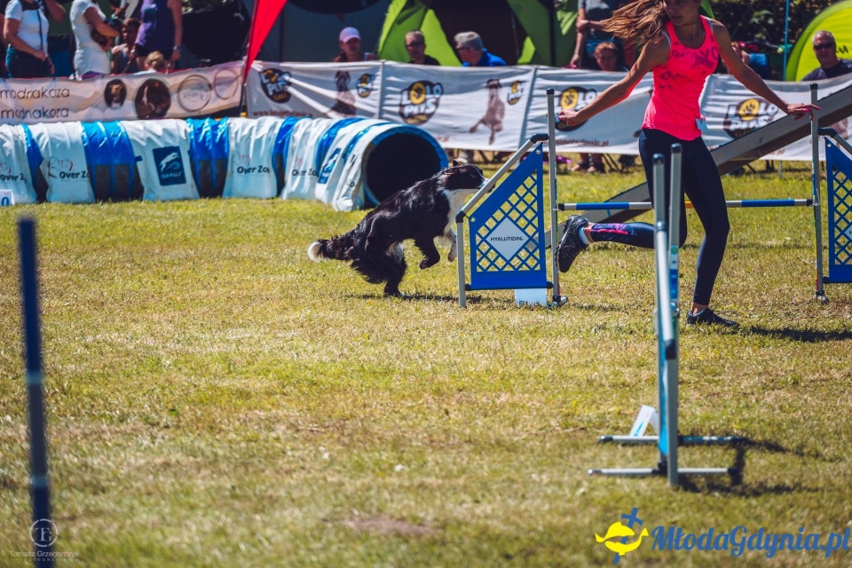 XXIV Krajowa Wystawa Psów Rasowych - National Dog Show (CAC)