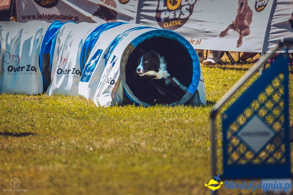 XXIV Krajowa Wystawa Psów Rasowych - National Dog Show (CAC)