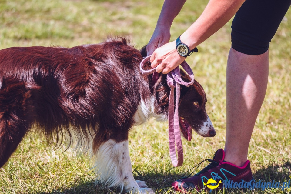XXIV Krajowa Wystawa Psów Rasowych - National Dog Show (CAC)