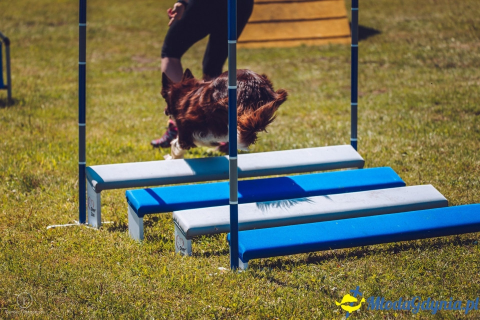 XXIV Krajowa Wystawa Psów Rasowych - National Dog Show (CAC)