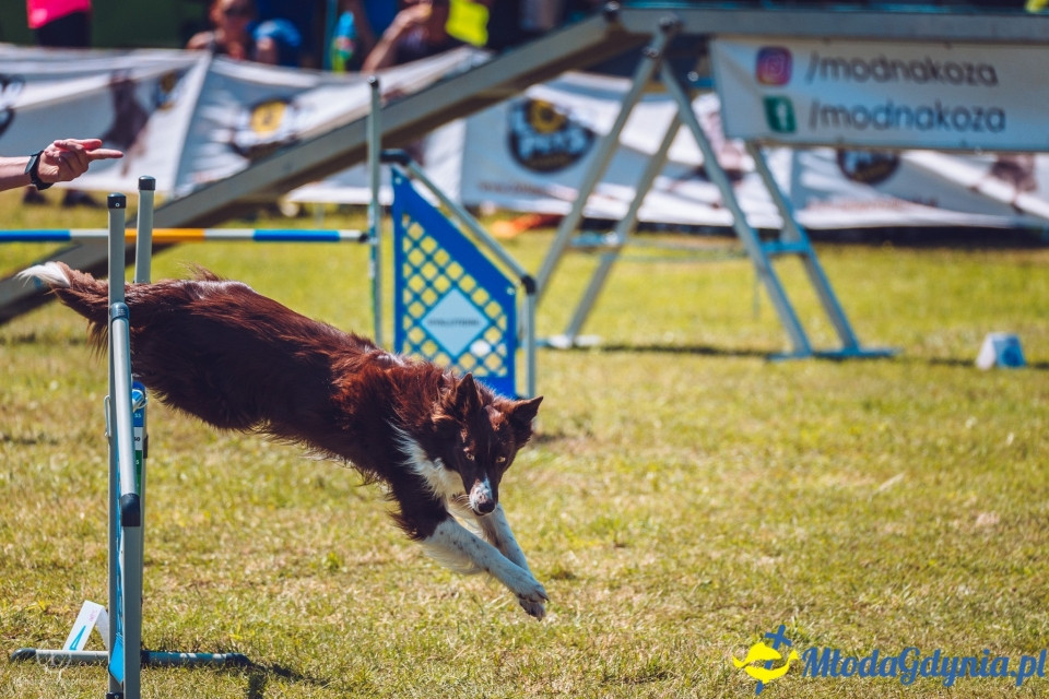 XXIV Krajowa Wystawa Psów Rasowych - National Dog Show (CAC)