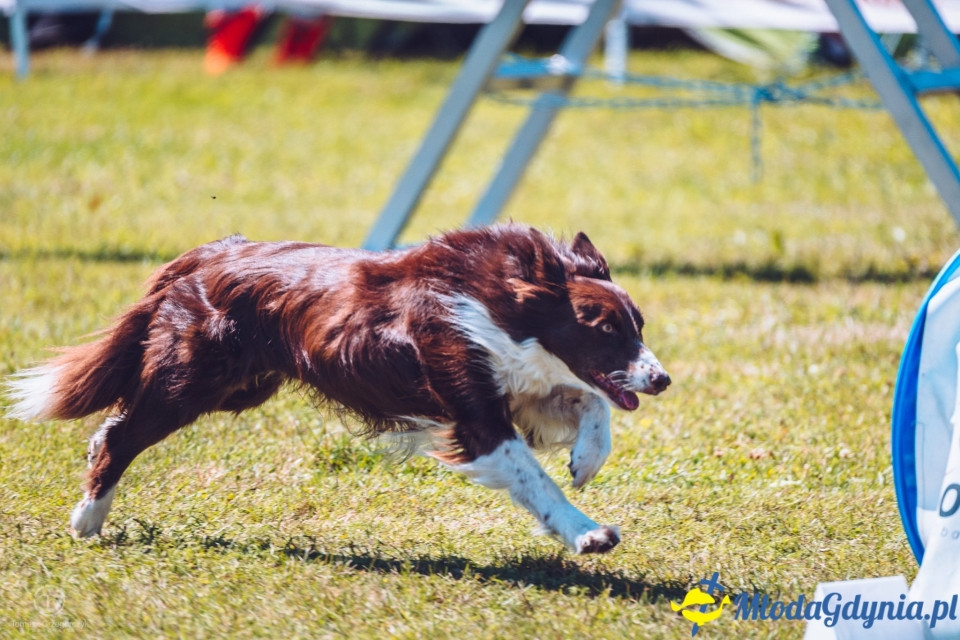XXIV Krajowa Wystawa Psów Rasowych - National Dog Show (CAC)