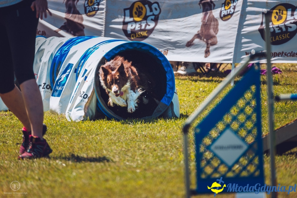 XXIV Krajowa Wystawa Psów Rasowych - National Dog Show (CAC)