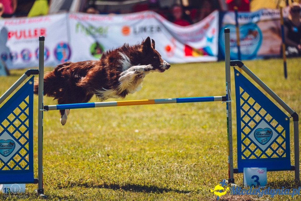 XXIV Krajowa Wystawa Psów Rasowych - National Dog Show (CAC)