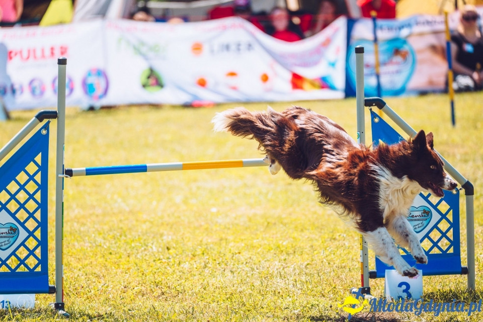 XXIV Krajowa Wystawa Psów Rasowych - National Dog Show (CAC)