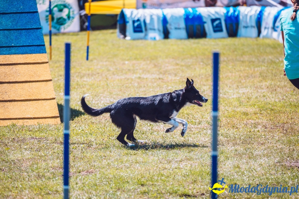 XXIV Krajowa Wystawa Psów Rasowych - National Dog Show (CAC)