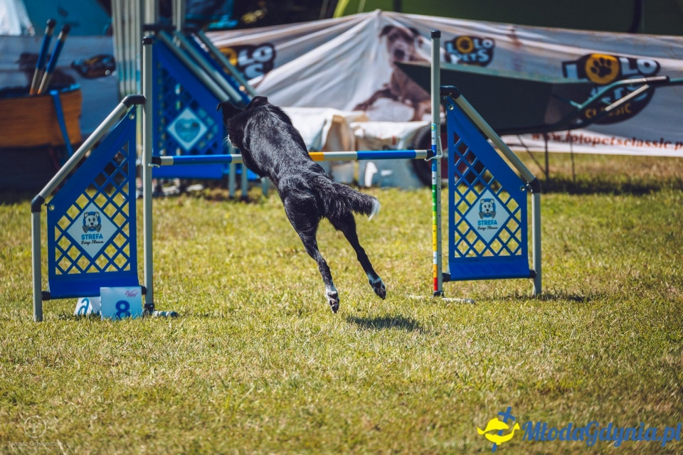XXIV Krajowa Wystawa Psów Rasowych - National Dog Show (CAC)