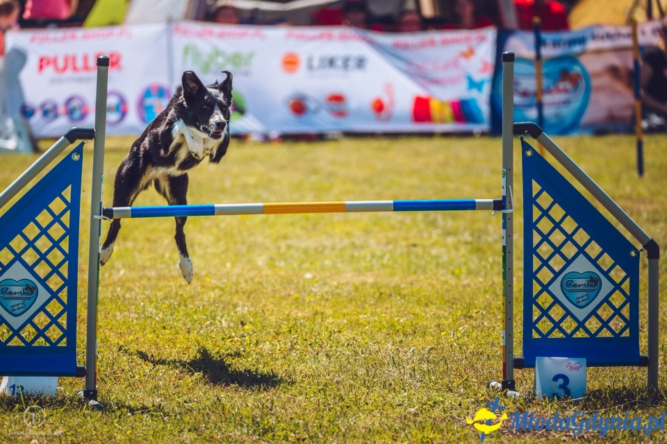 XXIV Krajowa Wystawa Psów Rasowych - National Dog Show (CAC)