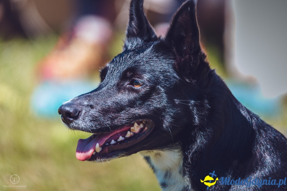 XXIV Krajowa Wystawa Psów Rasowych - National Dog Show (CAC)