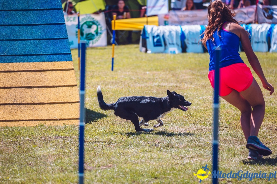 XXIV Krajowa Wystawa Psów Rasowych - National Dog Show (CAC)
