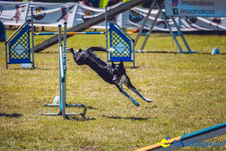 XXIV Krajowa Wystawa Psów Rasowych - National Dog Show (CAC)