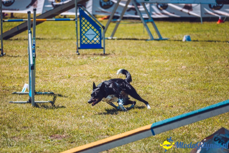 XXIV Krajowa Wystawa Psów Rasowych - National Dog Show (CAC)