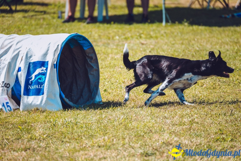 XXIV Krajowa Wystawa Psów Rasowych - National Dog Show (CAC)