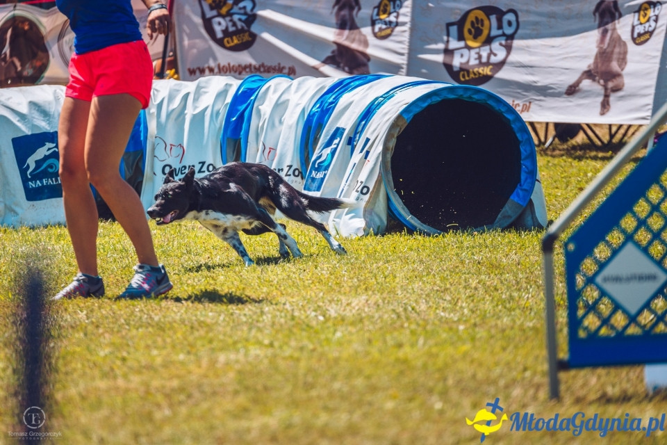 XXIV Krajowa Wystawa Psów Rasowych - National Dog Show (CAC)