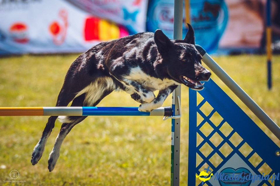 XXIV Krajowa Wystawa Psów Rasowych - National Dog Show (CAC)