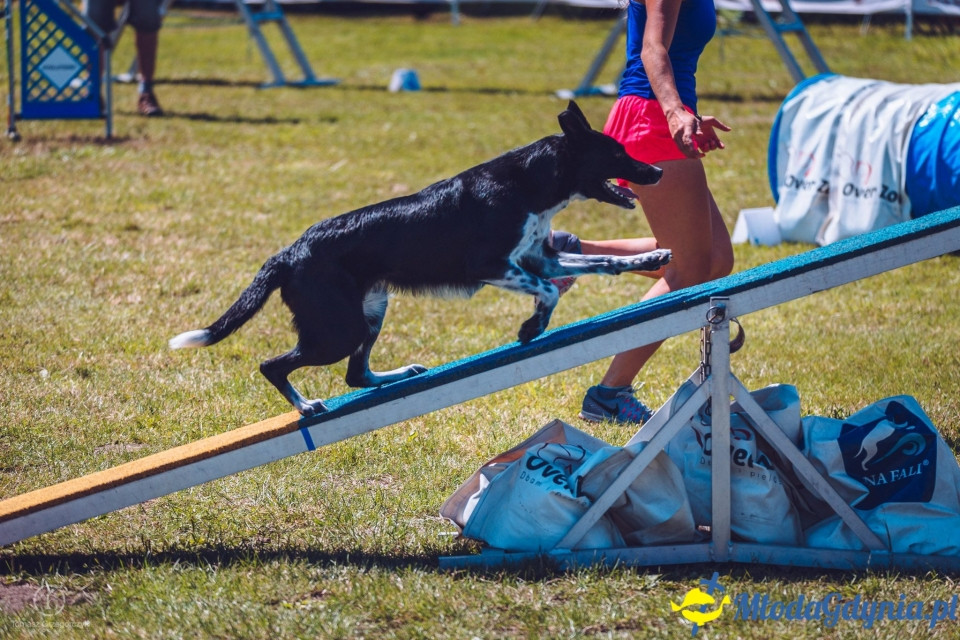 XXIV Krajowa Wystawa Psów Rasowych - National Dog Show (CAC)