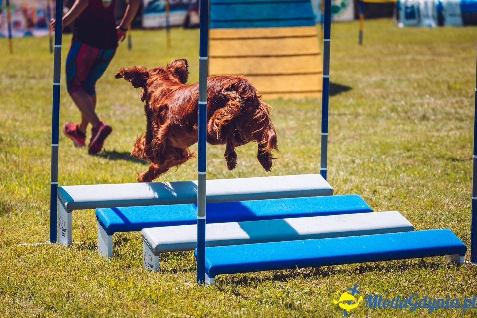 XXIV Krajowa Wystawa Psów Rasowych - National Dog Show (CAC)