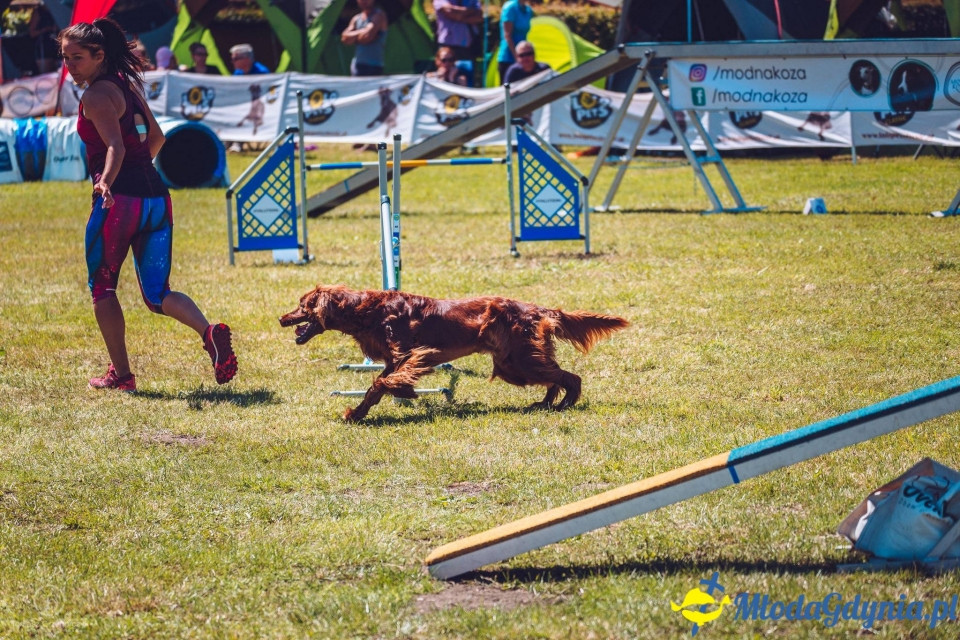 XXIV Krajowa Wystawa Psów Rasowych - National Dog Show (CAC)