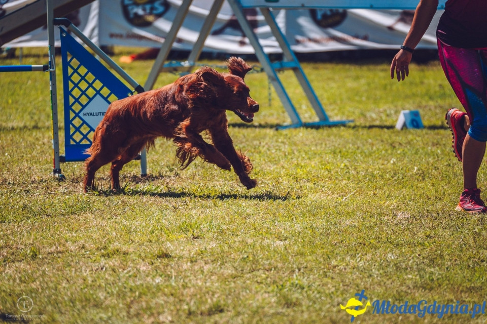 XXIV Krajowa Wystawa Psów Rasowych - National Dog Show (CAC)