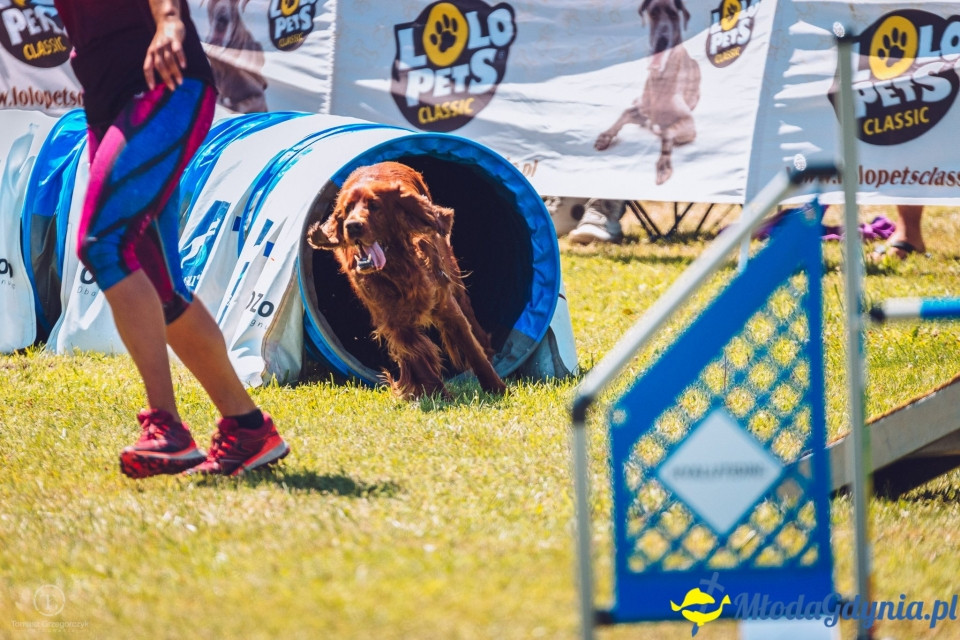 XXIV Krajowa Wystawa Psów Rasowych - National Dog Show (CAC)