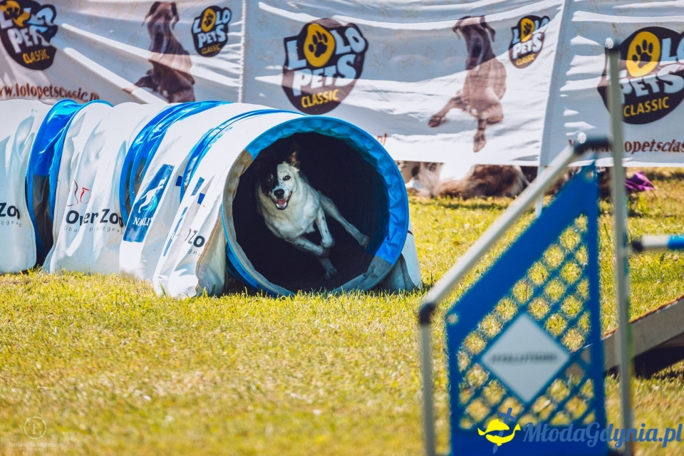 XXIV Krajowa Wystawa Psów Rasowych - National Dog Show (CAC)