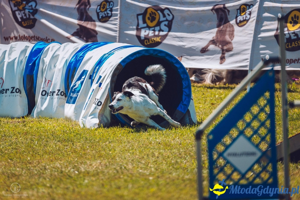 XXIV Krajowa Wystawa Psów Rasowych - National Dog Show (CAC)