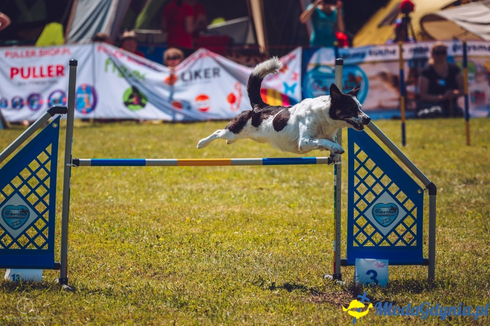 XXIV Krajowa Wystawa Psów Rasowych - National Dog Show (CAC)