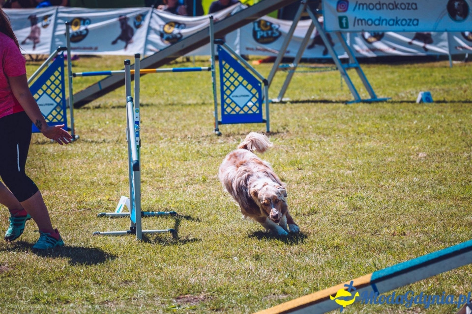 XXIV Krajowa Wystawa Psów Rasowych - National Dog Show (CAC)
