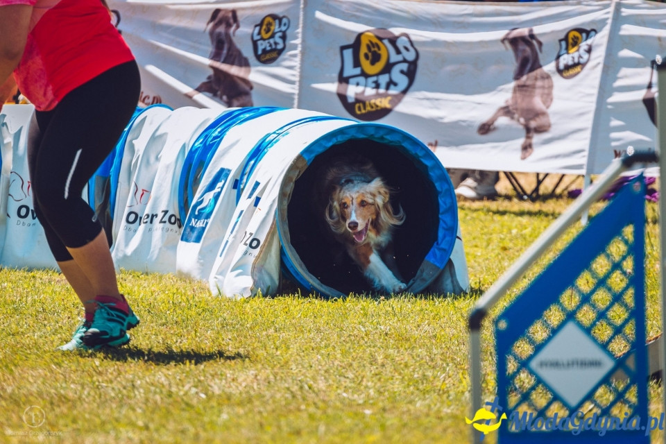 XXIV Krajowa Wystawa Psów Rasowych - National Dog Show (CAC)