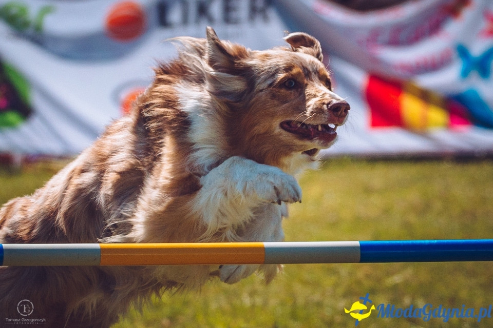 XXIV Krajowa Wystawa Psów Rasowych - National Dog Show (CAC)