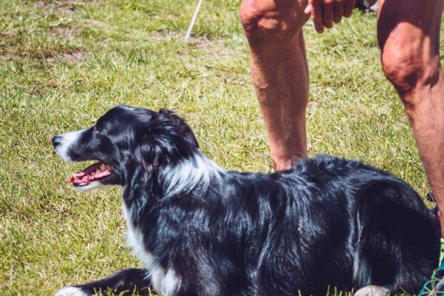 XXIV Krajowa Wystawa Psów Rasowych - National Dog Show (CAC)