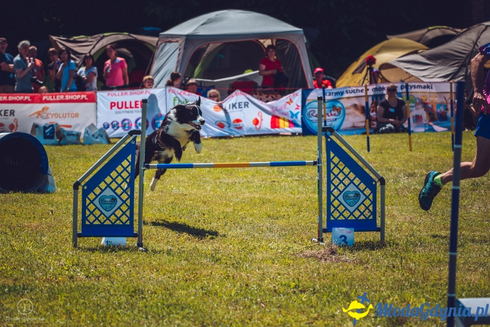 XXIV Krajowa Wystawa Psów Rasowych - National Dog Show (CAC)