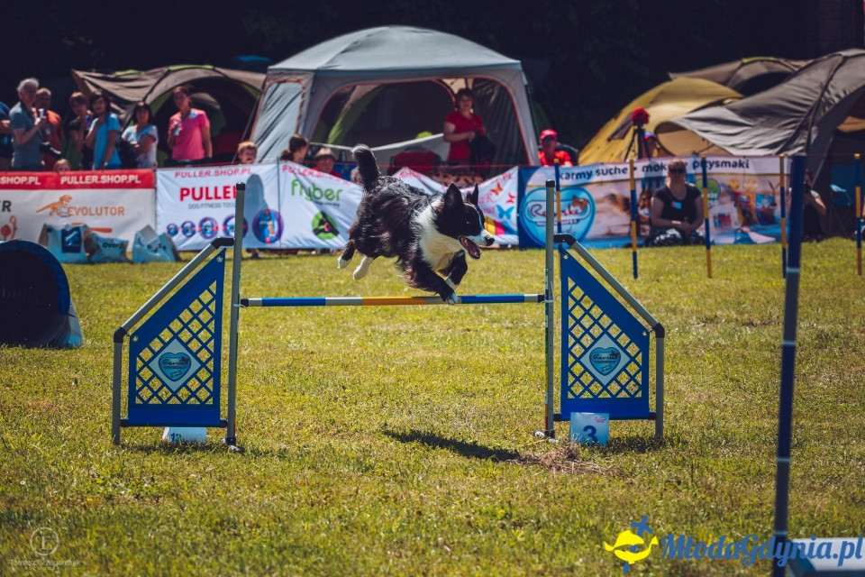 XXIV Krajowa Wystawa Psów Rasowych - National Dog Show (CAC)