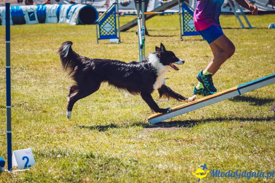XXIV Krajowa Wystawa Psów Rasowych - National Dog Show (CAC)
