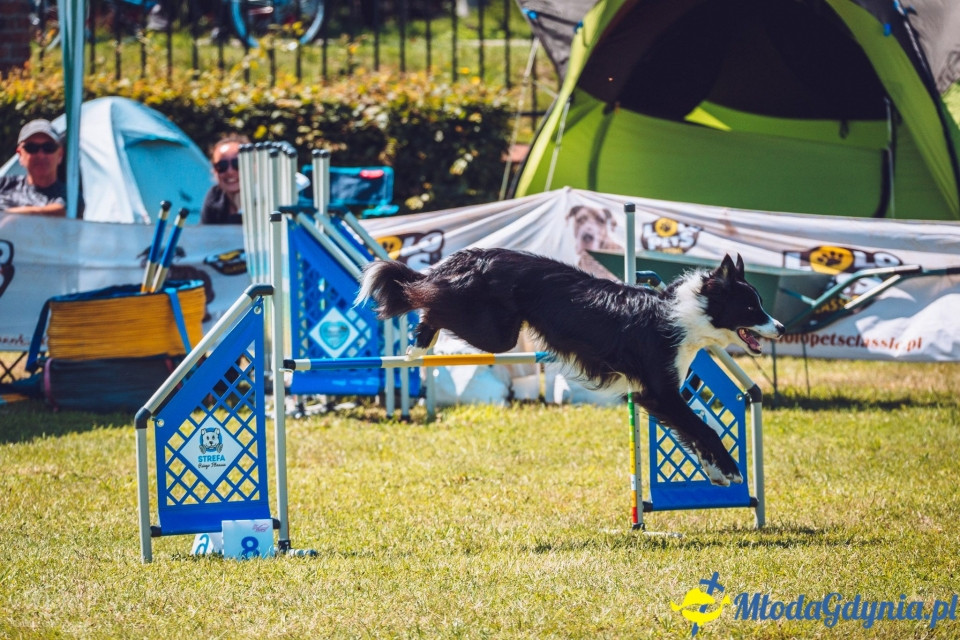 XXIV Krajowa Wystawa Psów Rasowych - National Dog Show (CAC)