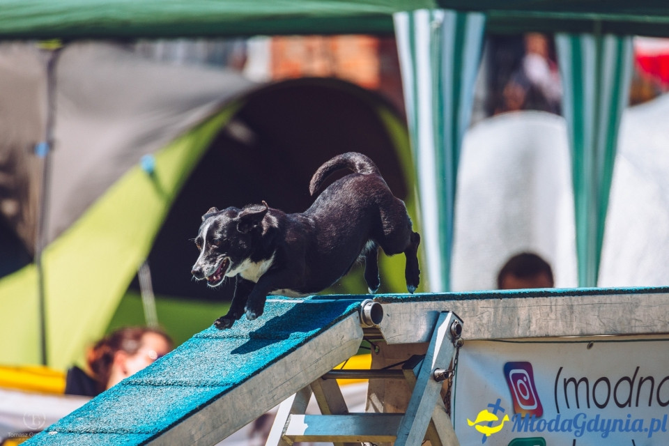 XXIV Krajowa Wystawa Psów Rasowych - National Dog Show (CAC)