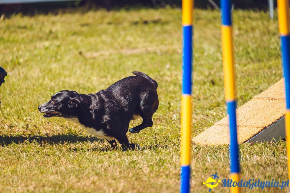 XXIV Krajowa Wystawa Psów Rasowych - National Dog Show (CAC)