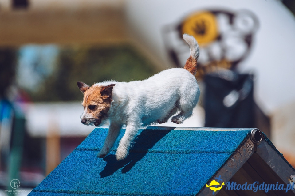 XXIV Krajowa Wystawa Psów Rasowych - National Dog Show (CAC)
