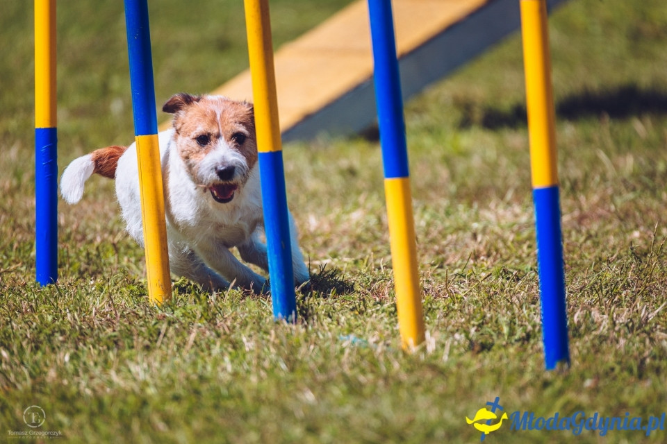 XXIV Krajowa Wystawa Psów Rasowych - National Dog Show (CAC)