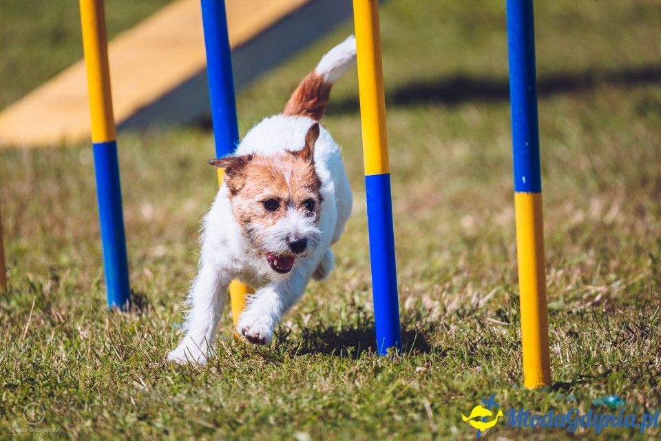 XXIV Krajowa Wystawa Psów Rasowych - National Dog Show (CAC)