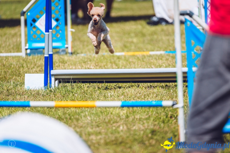 XXIV Krajowa Wystawa Psów Rasowych - National Dog Show (CAC)