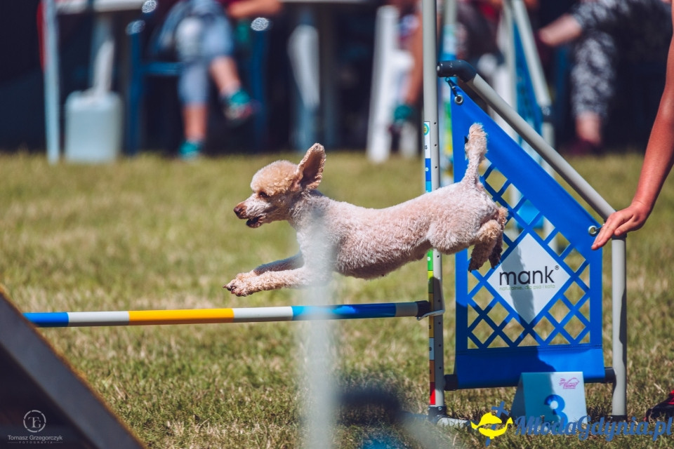 XXIV Krajowa Wystawa Psów Rasowych - National Dog Show (CAC)