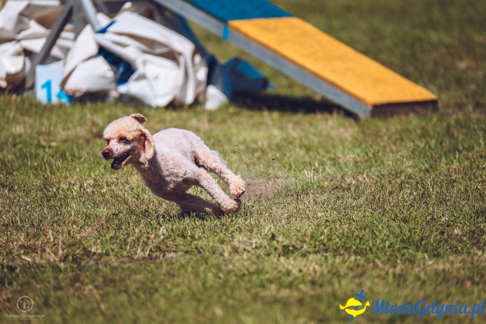 XXIV Krajowa Wystawa Psów Rasowych - National Dog Show (CAC)