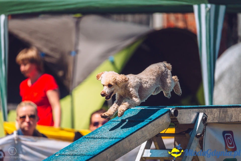 XXIV Krajowa Wystawa Psów Rasowych - National Dog Show (CAC)