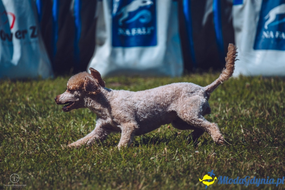 XXIV Krajowa Wystawa Psów Rasowych - National Dog Show (CAC)