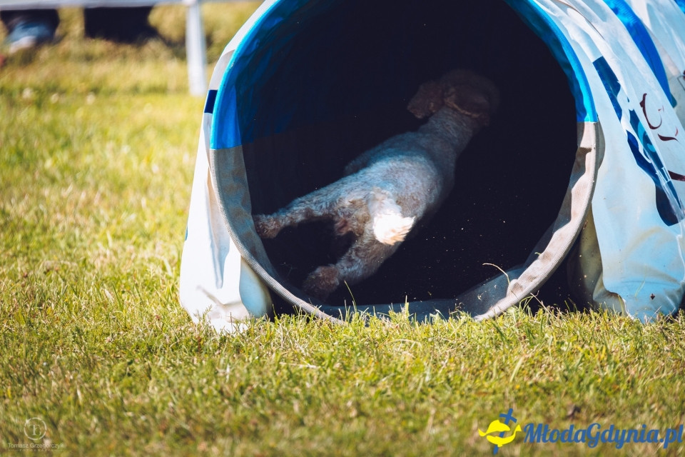 XXIV Krajowa Wystawa Psów Rasowych - National Dog Show (CAC)