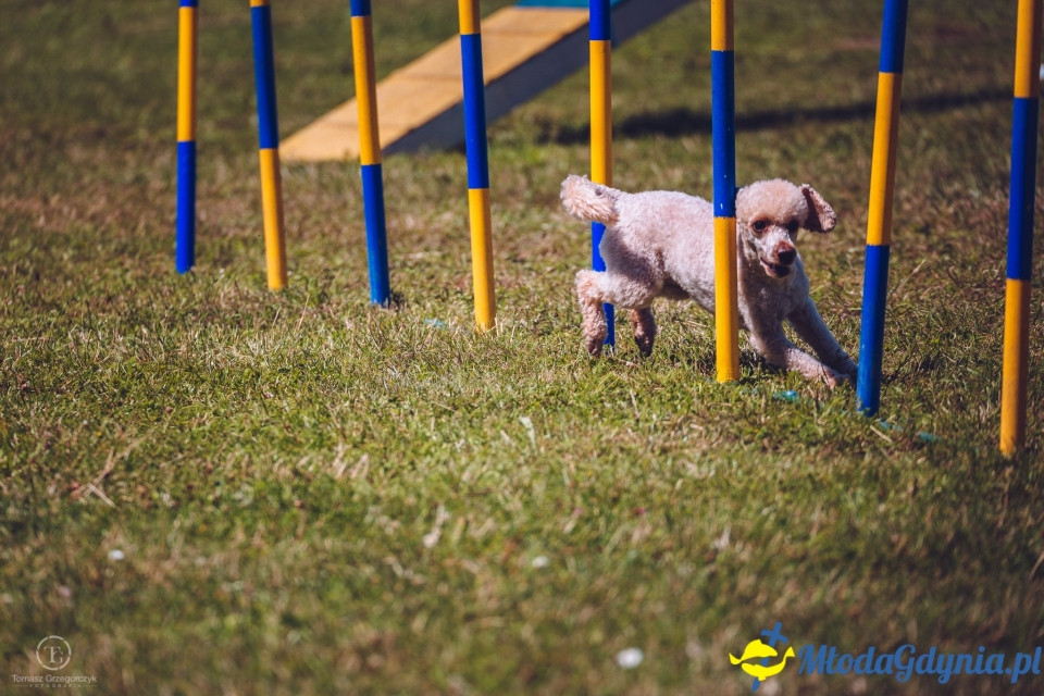 XXIV Krajowa Wystawa Psów Rasowych - National Dog Show (CAC)