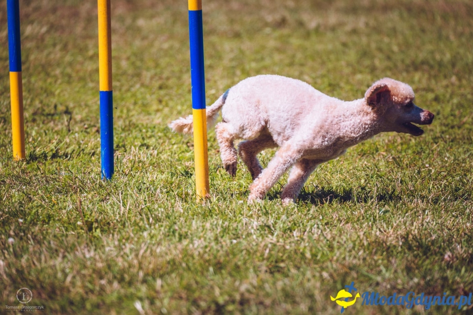 XXIV Krajowa Wystawa Psów Rasowych - National Dog Show (CAC)