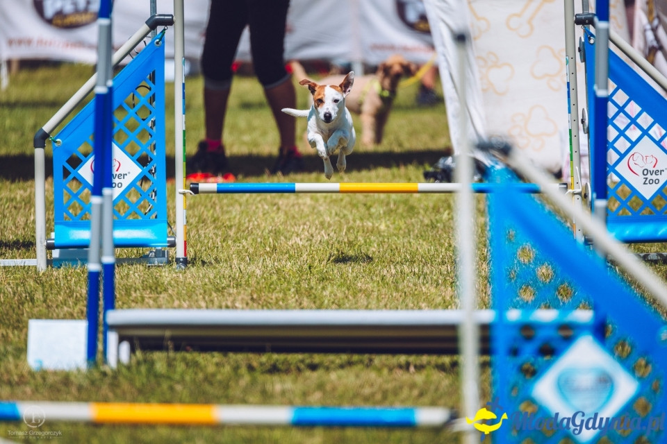 XXIV Krajowa Wystawa Psów Rasowych - National Dog Show (CAC)