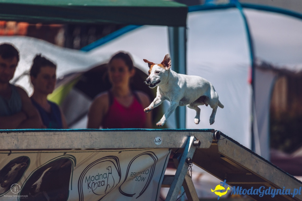 XXIV Krajowa Wystawa Psów Rasowych - National Dog Show (CAC)